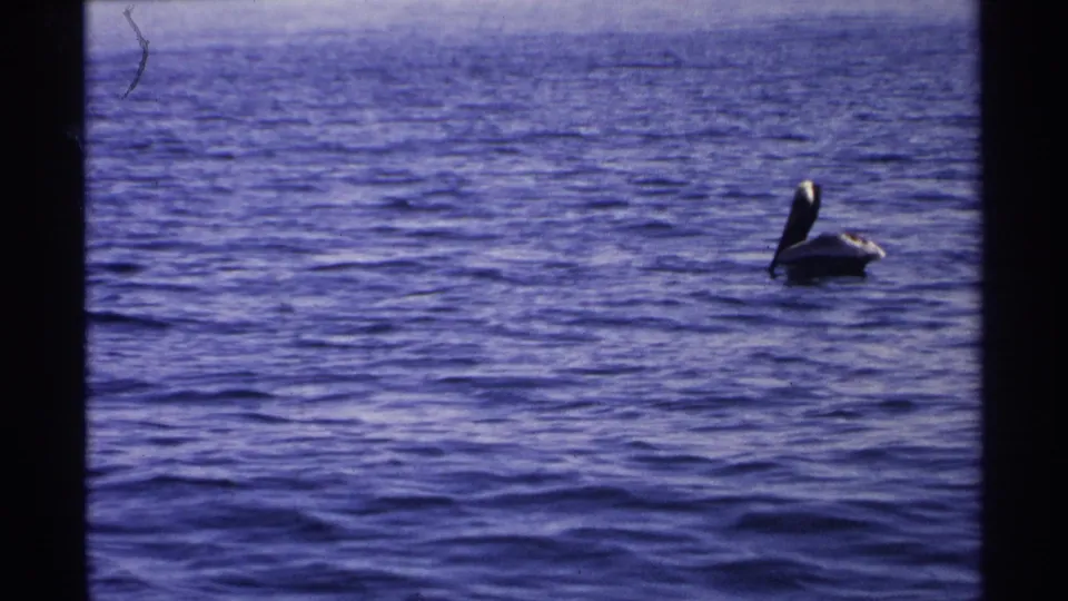 Pelican floating on rippling blue water in 1975 Guaymas home-movie footage, framed by dark 8mm scan borders.