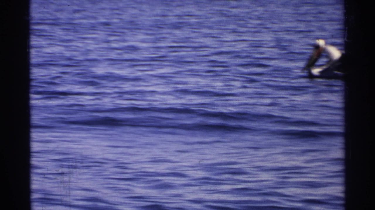 Pelican partly at the right edge above rippling blue water.