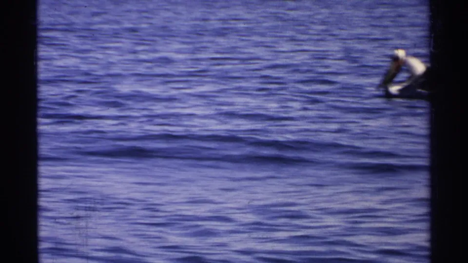 A pelican appears near the right edge over blue water in the Guaymas 8mm coastal scene.
