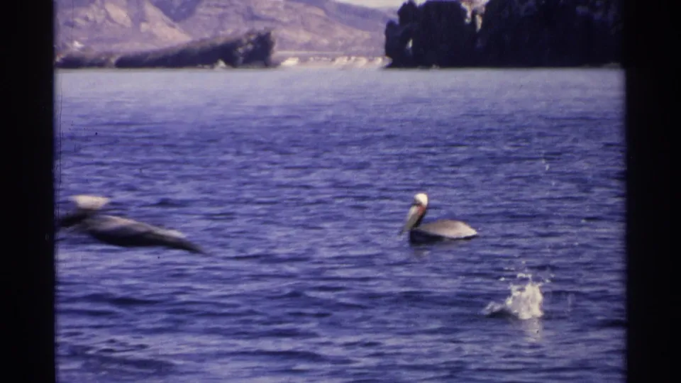 Pelican on blue water with a distant rocky shoreline and a splash in 1975 Guaymas home-movie footage.
