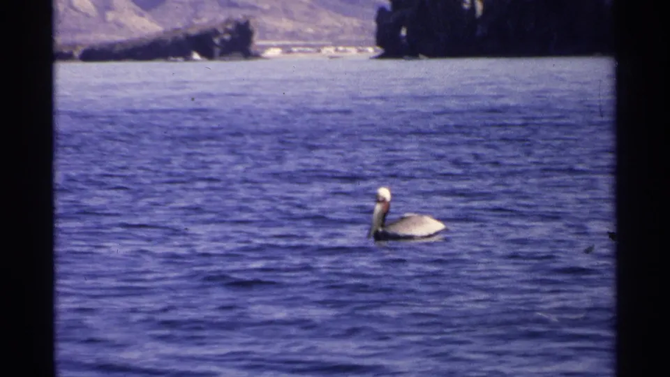 Pelican floating on rippling coastal water, with distant rocky hills visible in 1975 Guaymas footage.