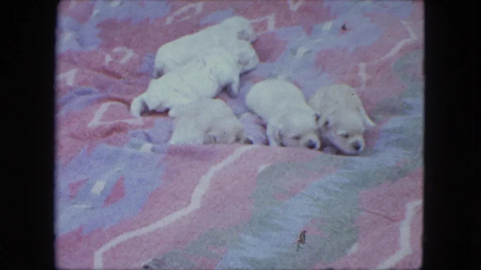 Newborn puppies rest on a colorful patterned blanket in metadata-supported 1963 Duluth home-movie footage.