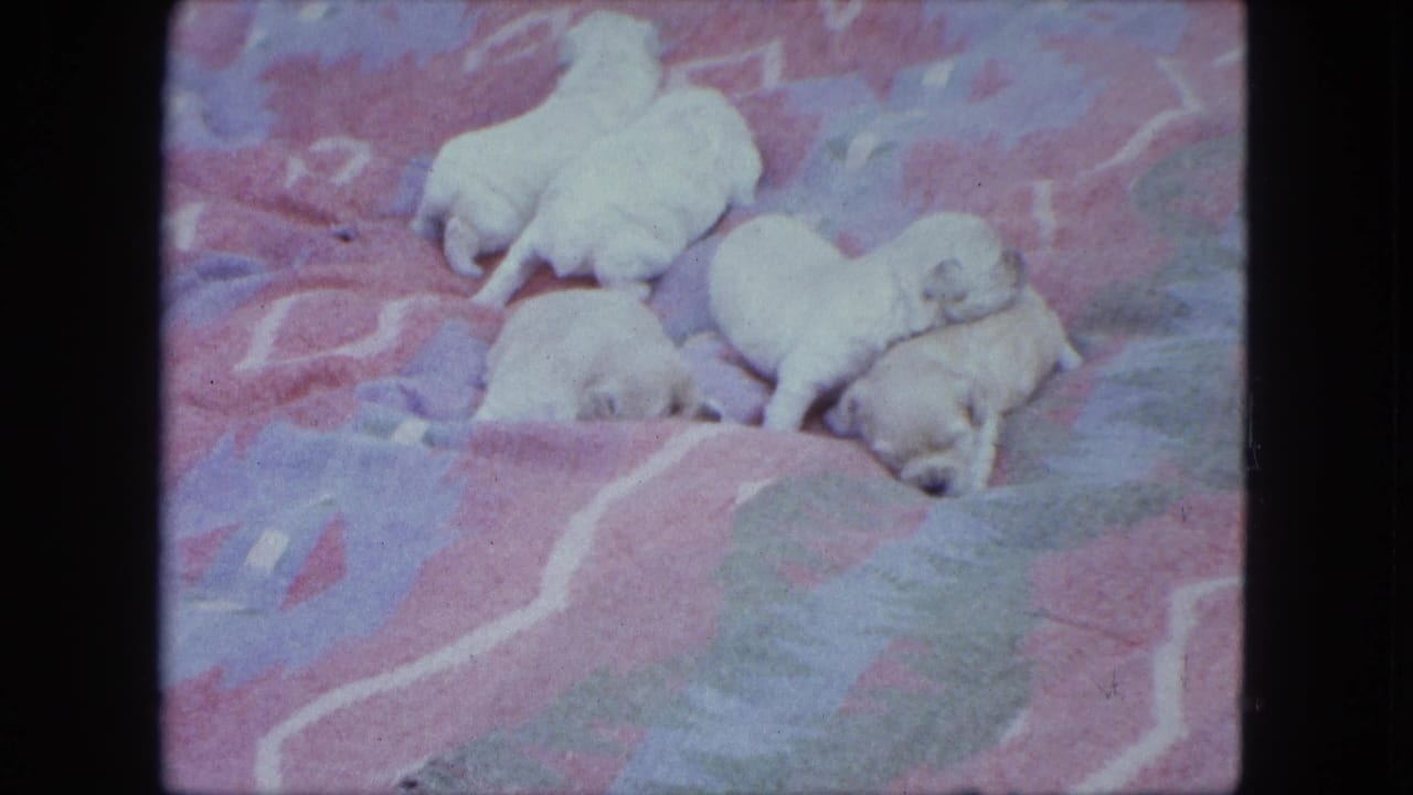 Several pale puppies lie and nuzzle on a patterned blanket.
