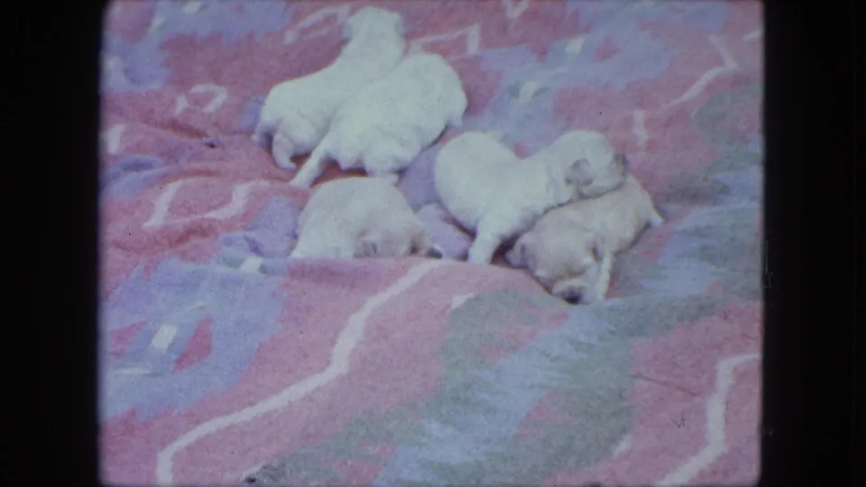 A litter of pale newborn puppies rests and shifts slightly on a colorful blanket in the 1963 Duluth clip.