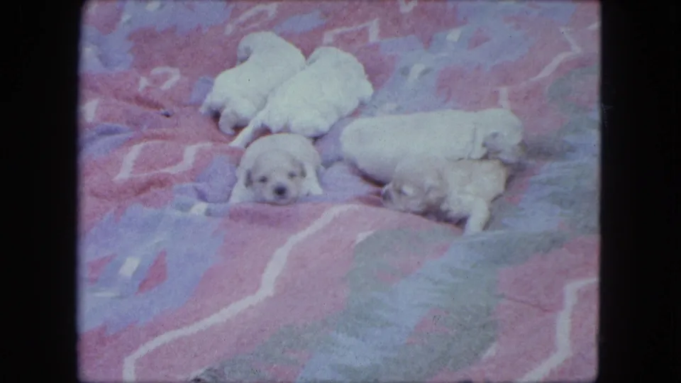 Pale newborn puppies gather on a patterned blanket, with one small face turned toward the camera in the Duluth home movie.