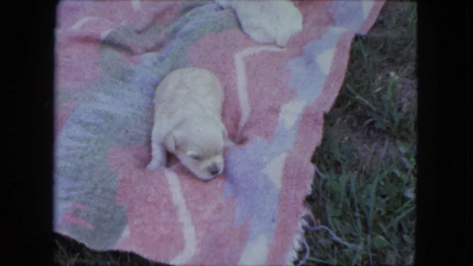 A single pale newborn puppy moves on the edge of the patterned blanket beside grass in the 1963 Duluth footage.