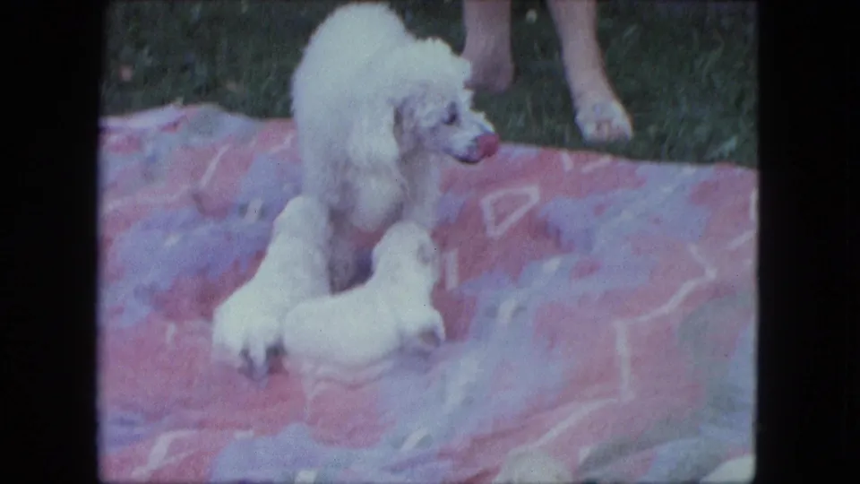 In 1963 Duluth home-movie footage, a white adult poodle sits on a colorful blanket as two small white puppies rest near her.