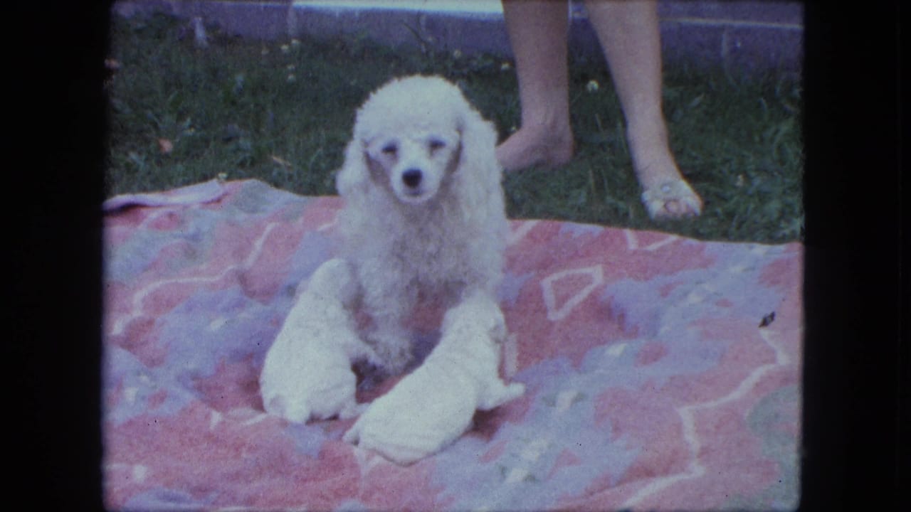 White poodle faces the camera while two puppies sit against her on a blanket.