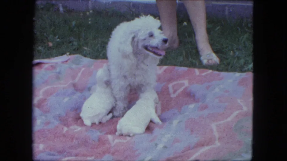 The adult poodle looks off to one side while two white puppies rest close by on the patterned yard blanket.
