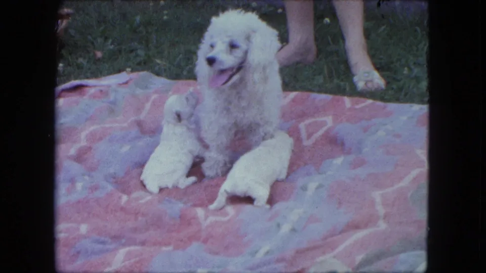 The white poodle appears to pant beside two small puppies on a patterned blanket, with a person's lower legs visible behind them.