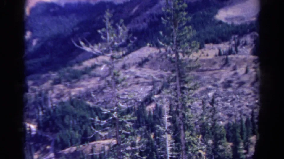 Vintage home-movie frame showing trees on a rugged slope, with forested terrain and mountains receding behind them.