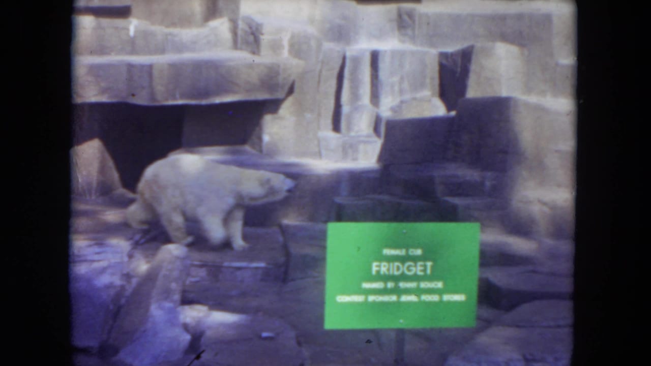 1972 Chicago zoo footage showing Fidget the polar bear walking beside a green identification sign in a stone enclosure.