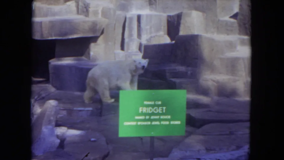 Fidget the polar bear stands in a Chicago zoo enclosure, with the green sign naming her visible in front.