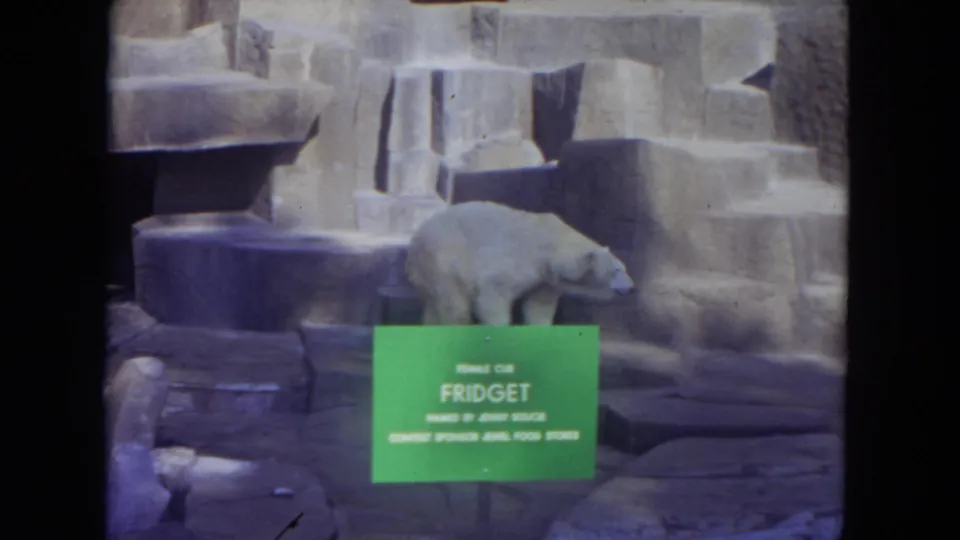 The 1972 home movie shows Fidget lowering her head near the identification sign in the artificial rock enclosure.