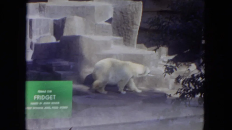 Fidget walks along the edge of the zoo enclosure, with the sign partly visible and dark foliage at the side of frame.