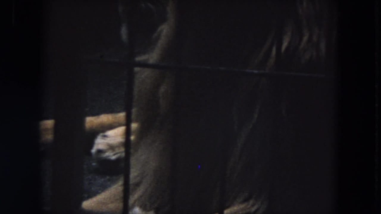 1972 Chicago 8mm zoo footage shows a dim barred enclosure with a partially visible lion or cub near wood and deep shadow.