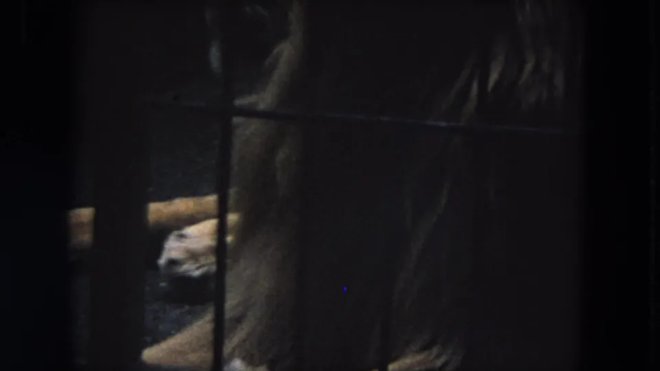 1972 Chicago 8mm zoo footage shows a dim barred enclosure with a partially visible lion or cub near wood and deep shadow.