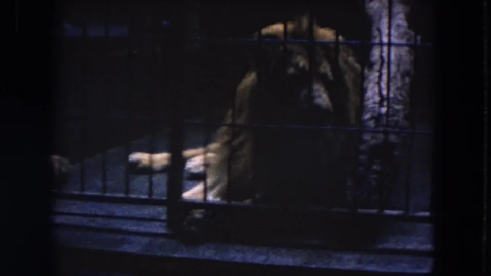 1972 Chicago zoo frame shows a lion lying in a low-lit barred enclosure, with pale wood or ledge material beside it.