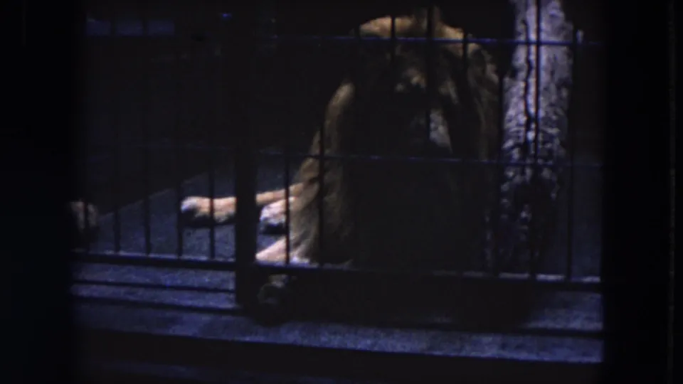 1972 Chicago 8mm frame shows the resting lion through black cage bars, with the enclosure mostly in shadow.