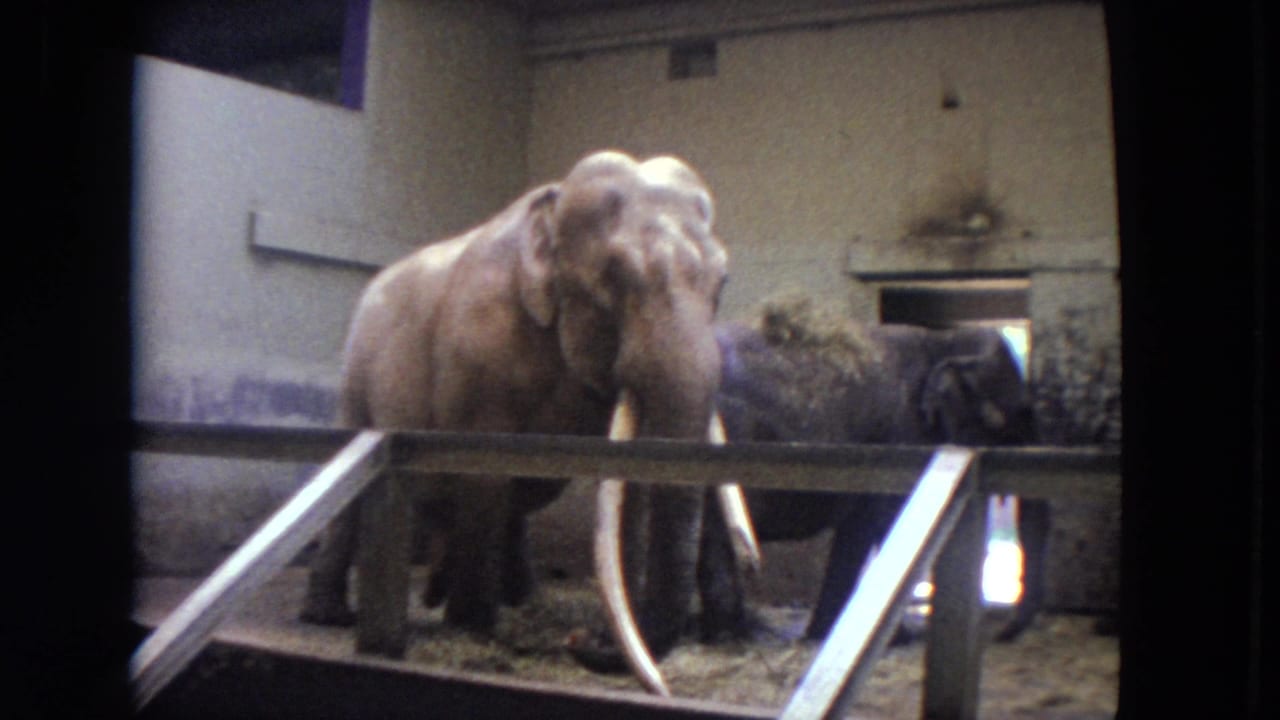Two elephants stand behind a metal railing in a concrete zoo enclosure.