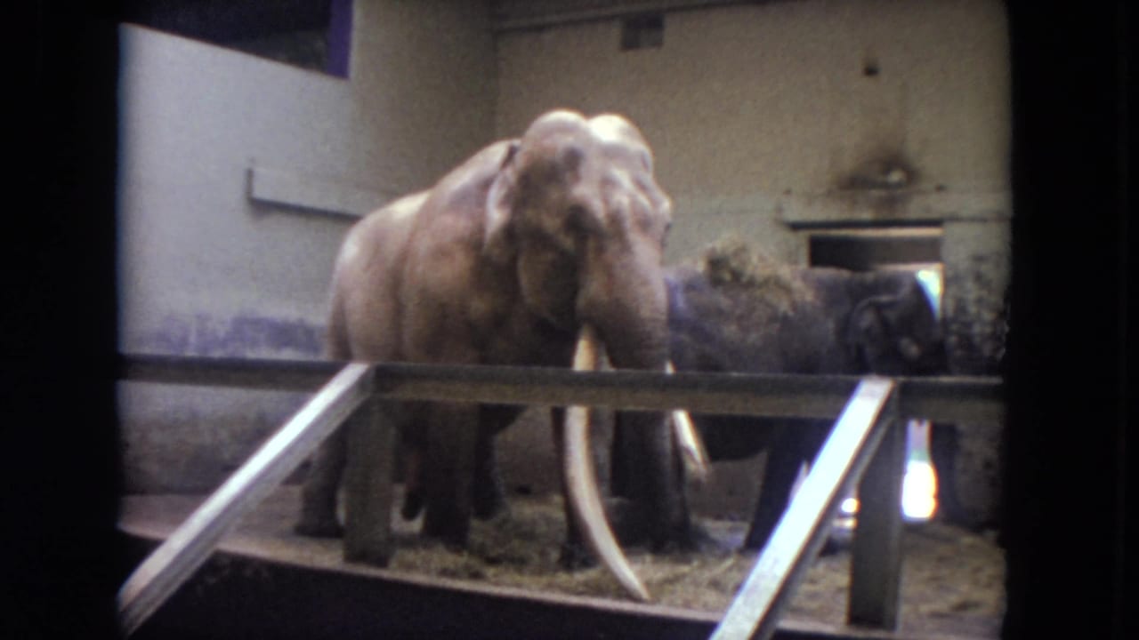 A tusked elephant faces the camera while another elephant stands partly behind it.