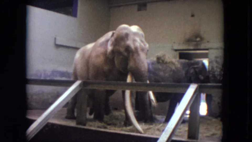 Visitor-shot 1972 Chicago zoo footage frame with a tusked elephant in the foreground and a second elephant near the rear wall.
