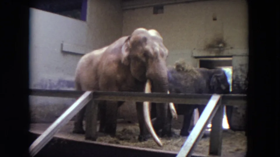 Soft 8mm frame from a 1972 Chicago zoo visit, showing two elephants in a concrete enclosure behind a visitor rail.