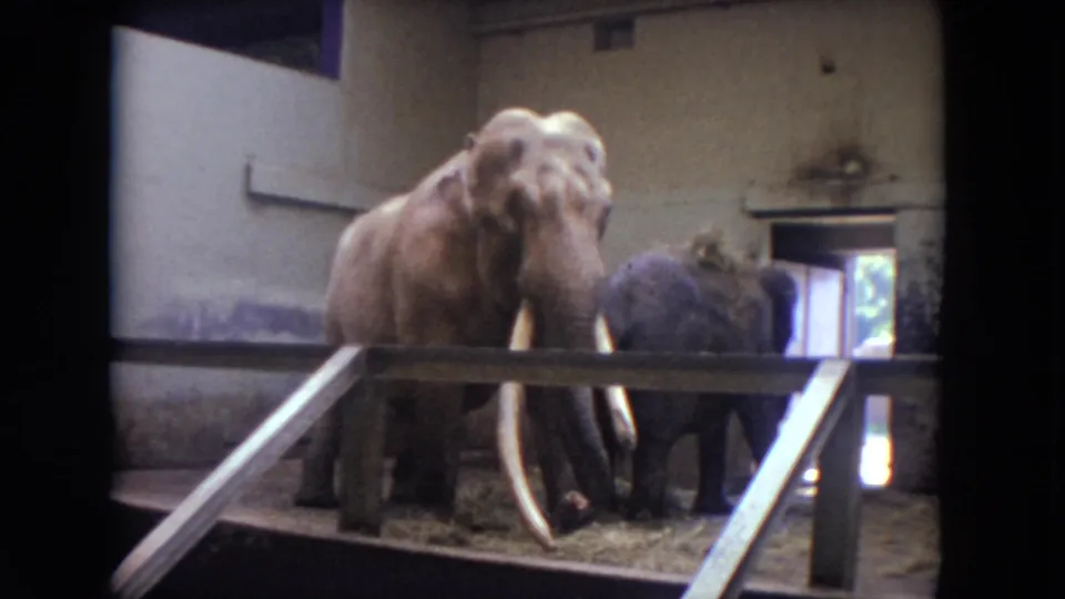 1972 Chicago 8mm frame showing the tusked elephant beside a darker elephant near an open doorway and metal rail.