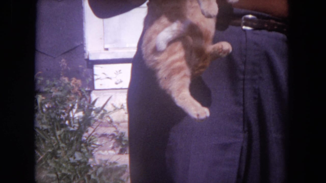 1972 Chicago home-movie frame showing a cropped adult holding an orange tabby cat outside beside house siding and garden plants.