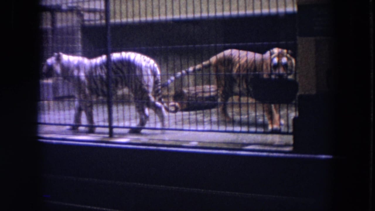 White tiger and orange tiger pacing behind metal bars in a zoo enclosure.