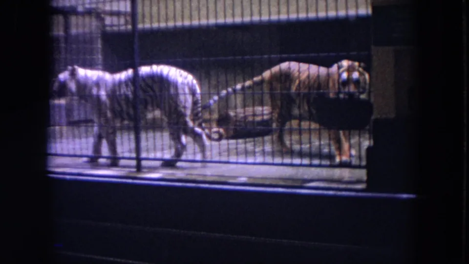 1972 Chicago 8mm frame showing a white tiger and an orange tiger behind metal bars in a zoo enclosure.