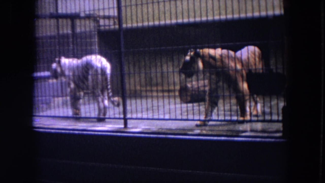 White tiger and orange tiger separated by bars inside a zoo cage.