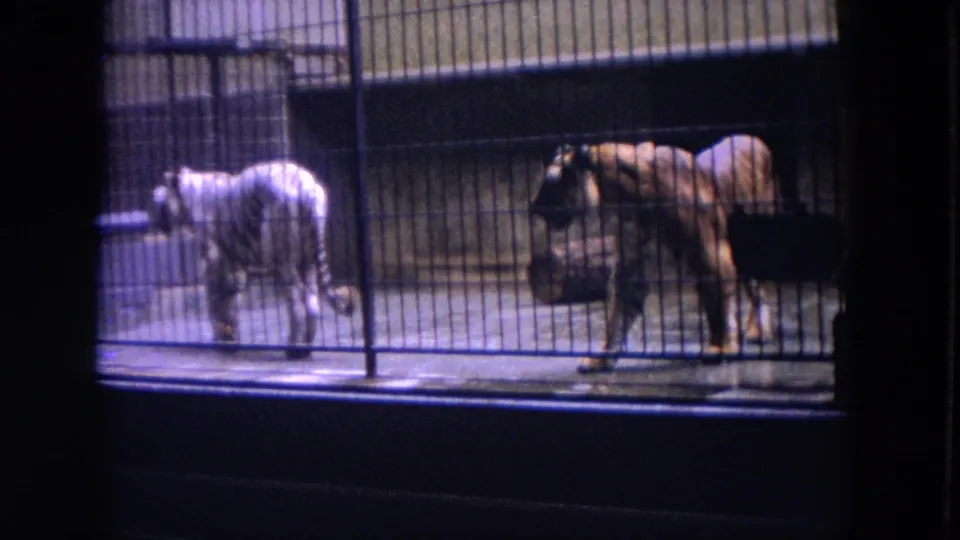 Visitor-shot 1972 Chicago zoo frame with a white tiger at left and an orange tiger at right behind cage bars.
