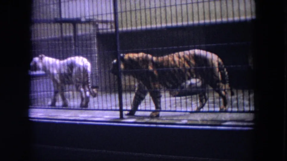 1972 Chicago home-movie frame showing two tigers pacing behind metal bars in a zoo setting.