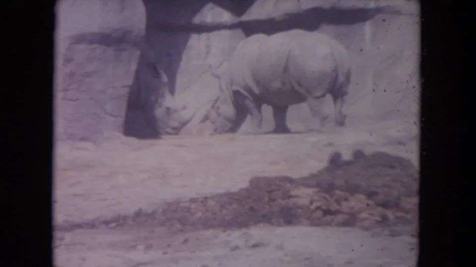 Grainy 1972 Chicago 8mm frame showing a rhinoceros in a zoo enclosure with rockwork and dirt ground.