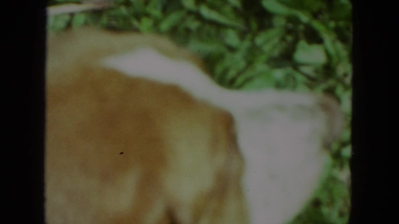 Brown and white dog partly seen lying on green grass in soft focus.