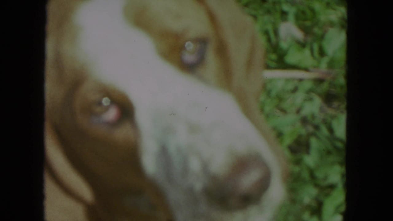 Close view of a brown and white dog's face turned toward the camera.