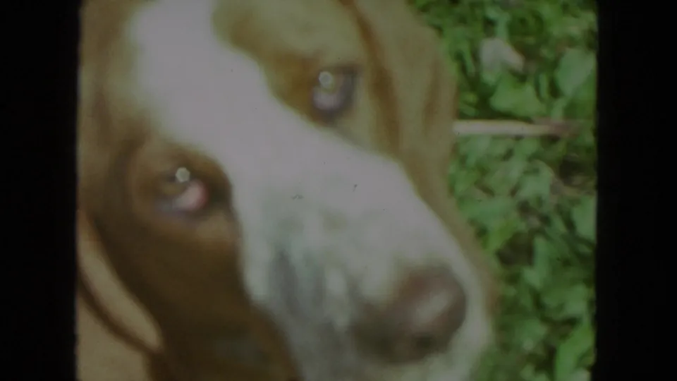 Close 1972 8mm frame of a brown and white dog on grass, its face turned toward the camera in soft focus.