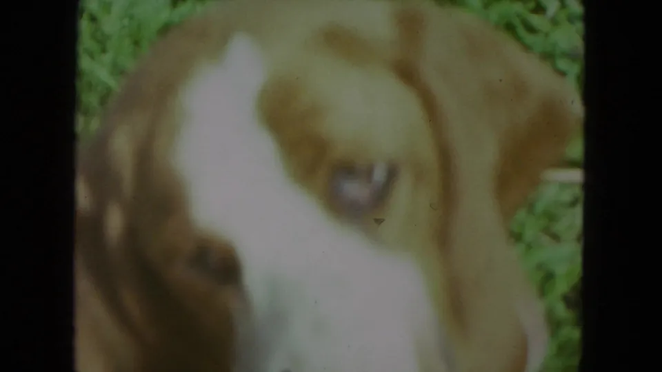 Soft-focus 1972 8mm close-up showing the brown and white dog's face and chest while resting on grass.