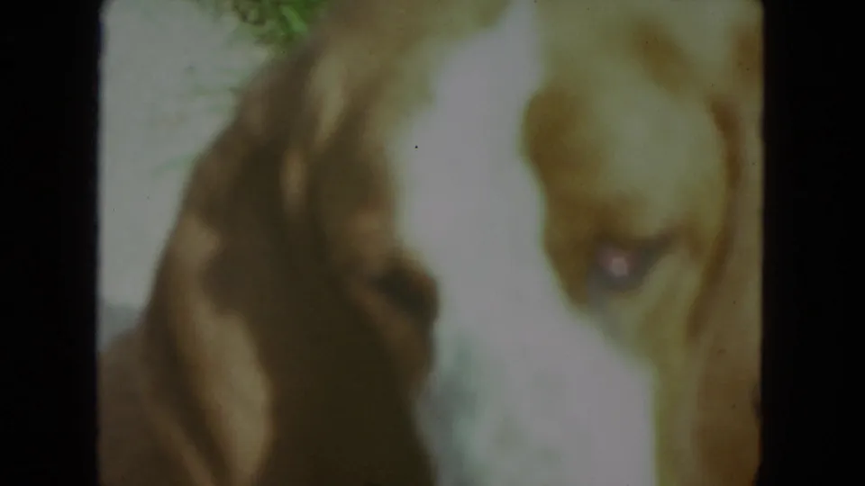 Very close 1972 8mm frame of the brown and white dog's head on grass, softly focused with visible film texture.