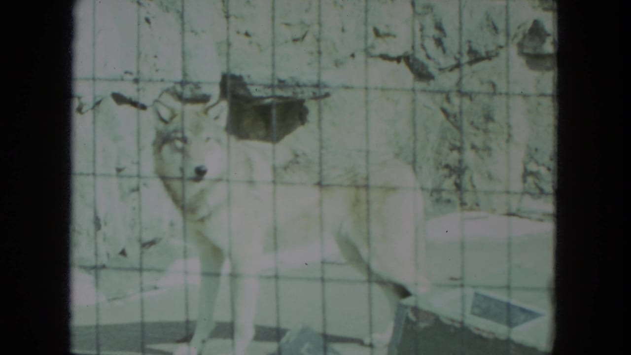 Light-colored wolf standing behind wire mesh in a zoo enclosure.