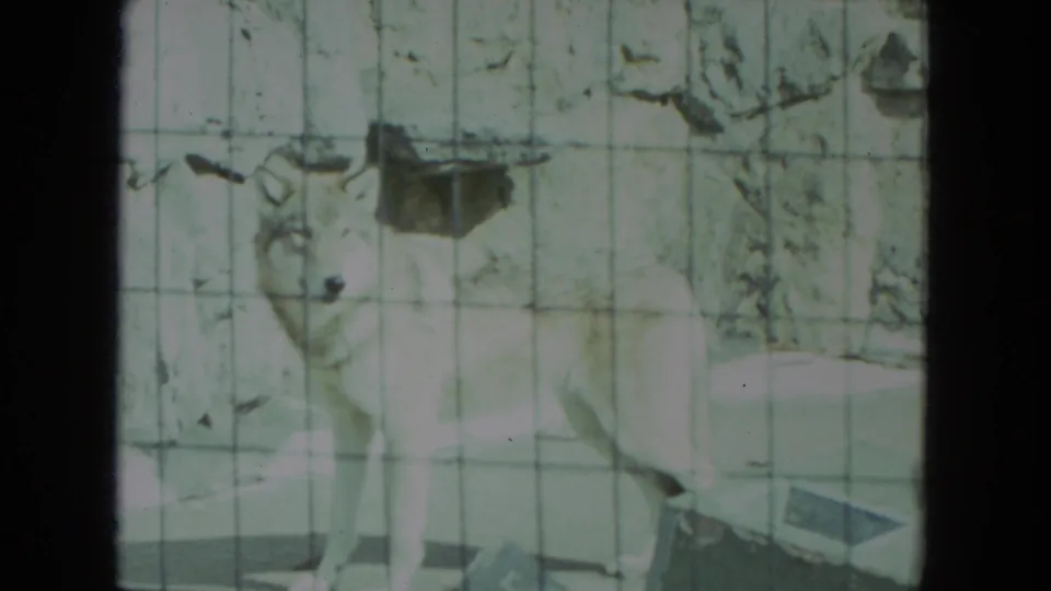1972 Chicago 8mm frame of a pale wolf seen through cage mesh against a rocky zoo enclosure wall.