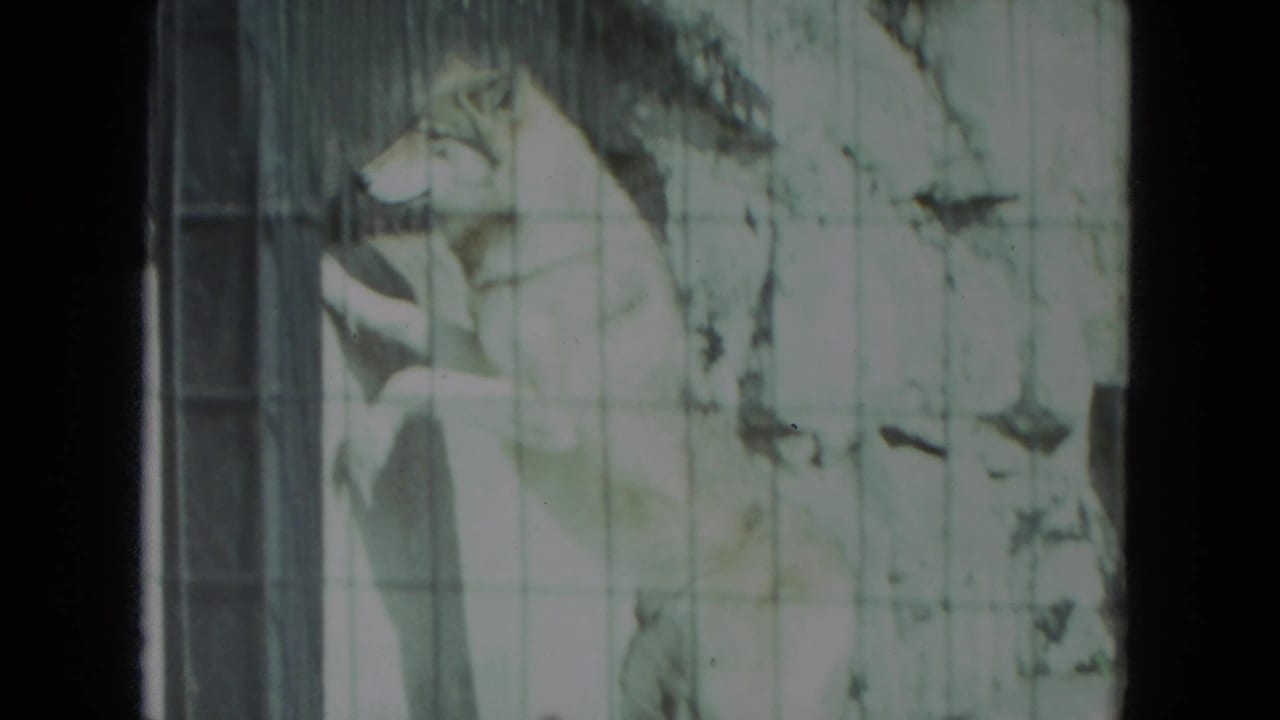 Wolf partly turned near a barred opening behind enclosure mesh.