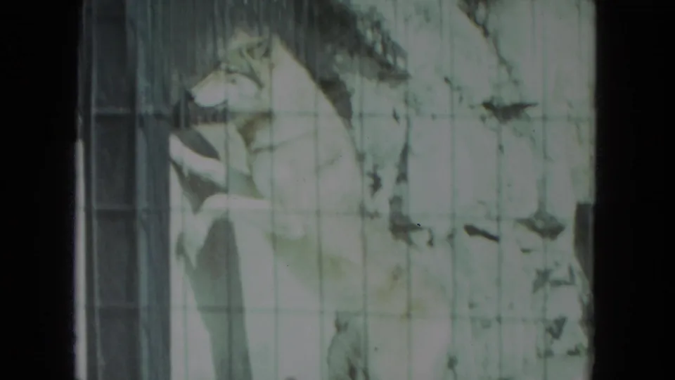 1972 Chicago zoo footage frame showing the wolf near a barred recess, partly obscured by mesh and film softness.