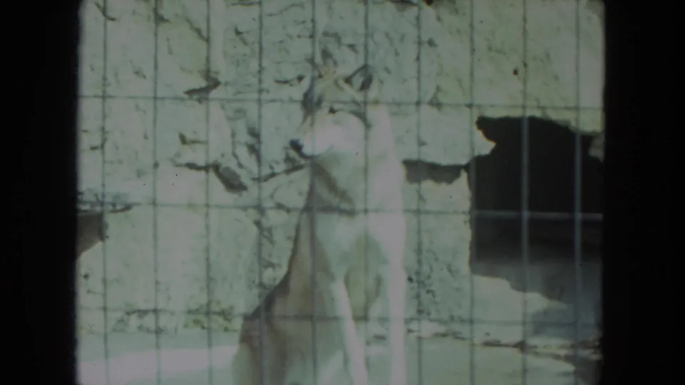 The wolf stands in a zoo enclosure, filmed through wire mesh with a rocky wall and shadowed recess behind it.