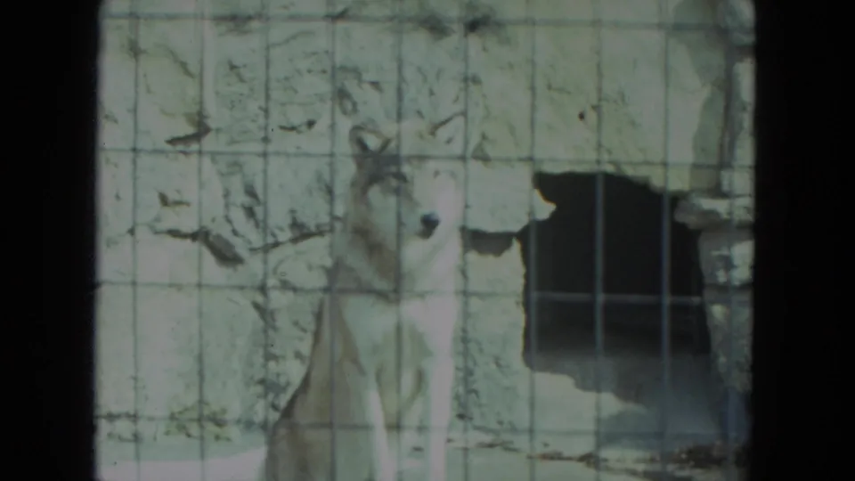1972 Chicago home-movie frame of a wolf facing the camera through zoo cage mesh, with a dark enclosure opening at right.