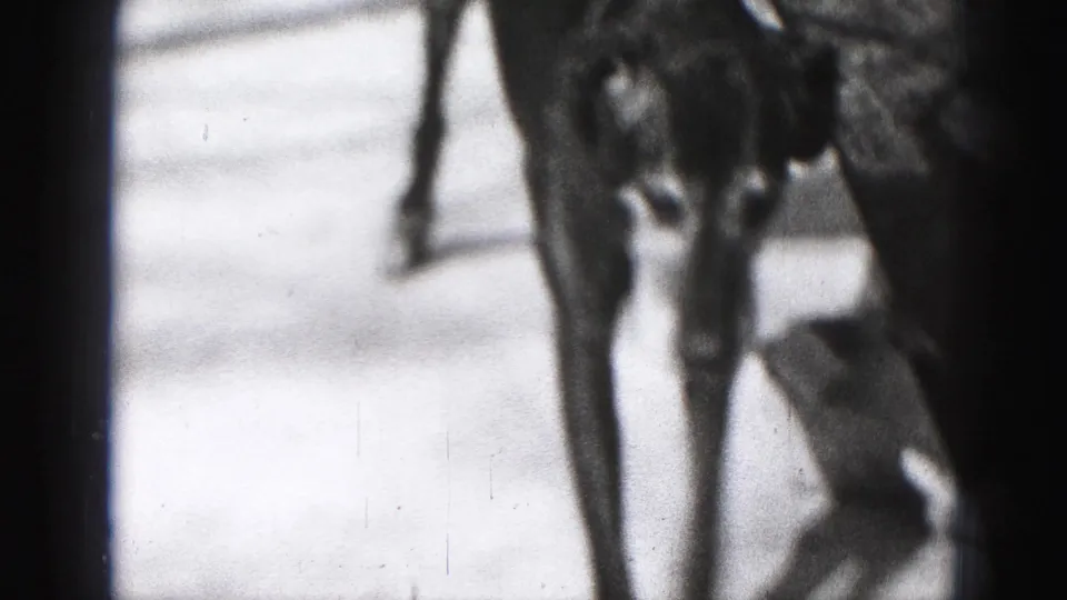 Dog in a residential yard in the 1946 Harrisburg home movie, with porch columns and shrubs behind it.