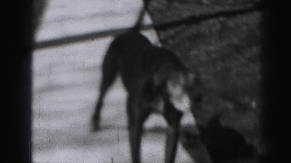 Black-and-white 8mm frame of a dog beside the brick base of a porch at a Harrisburg house, with strong shadows and soft focus.