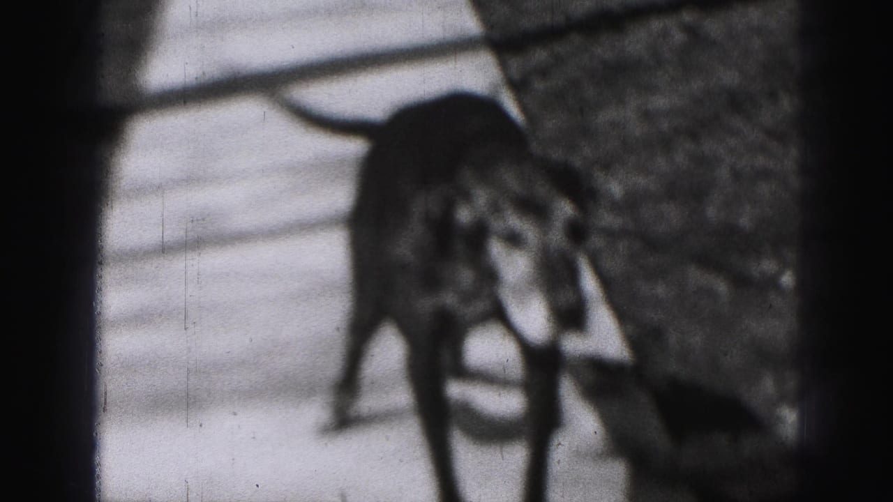 A dog moves along a quiet Harrisburg residential street in 1946, with a house edge and bare trees nearby.