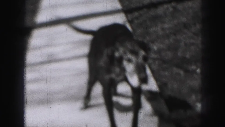 A dog moves along a quiet Harrisburg residential street in 1946, with a house edge and bare trees nearby.